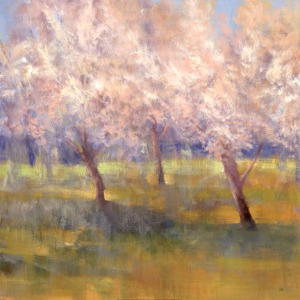 Cherry Blossoms