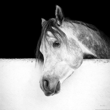 Lonesome Gray