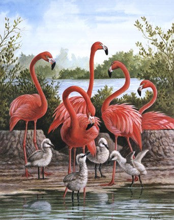 Flamingo 1