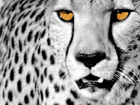 White Cheetah