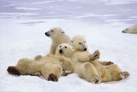 Polar Bear Playtime