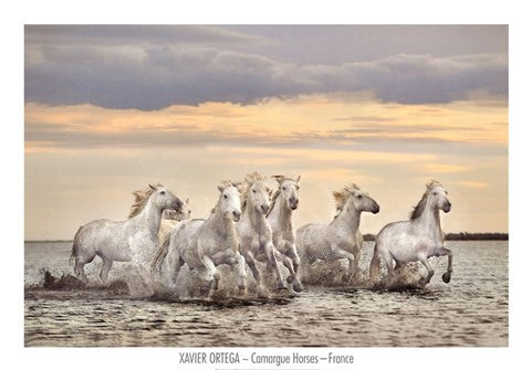 Camargue Horses - France
