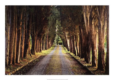 Tree Tunnel