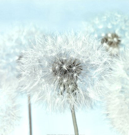 Dandelion I