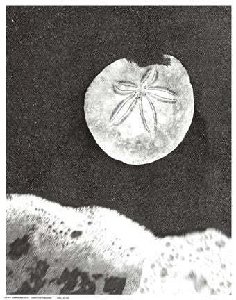 Sand Dollar and Surf