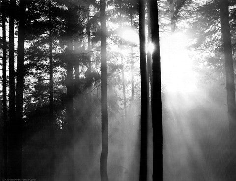 Light Through the Trees I