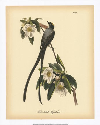 Fork-tailed Flycatcher