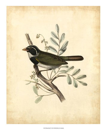 Delicate Birds VI