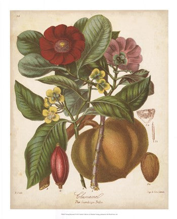 Botanicals I