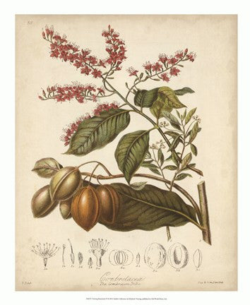 Botanicals IV