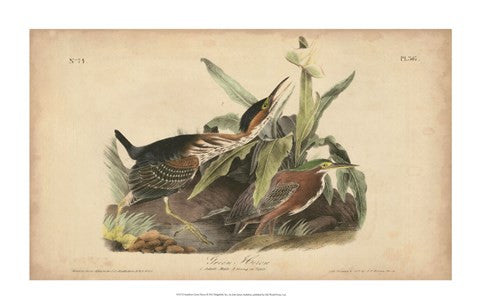 Audubon Green Heron