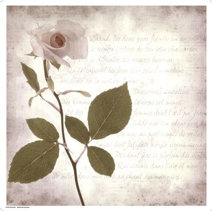 Retro Rose