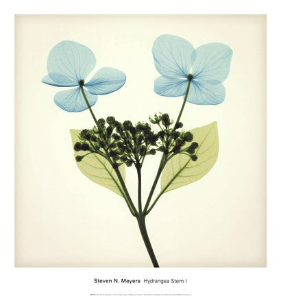 Hydrangea Stem I
