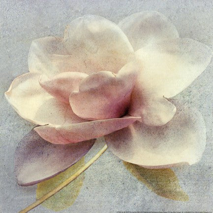 Pond Lily Sq.