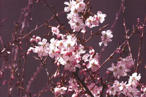 Spring Blossom - Purple