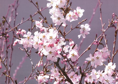 Spring Blossom - Pink