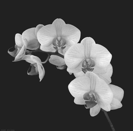Orchid Illusion II