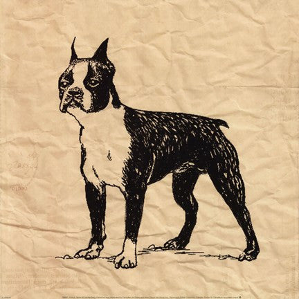 Boston Terrier