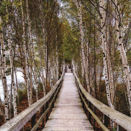The Path Home