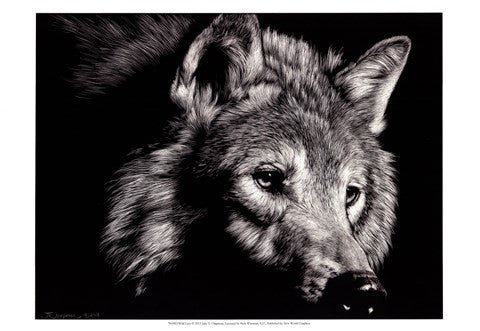 Wild Eyes