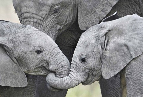 African elephant calves (Loxodonta africana) holding trunks, Tanzania