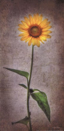 Sunflower I