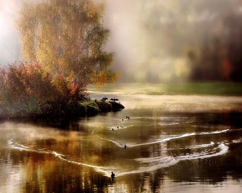 Morning Solace