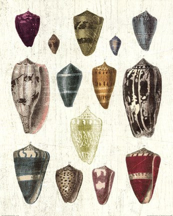 Colorful Shell Assortment I