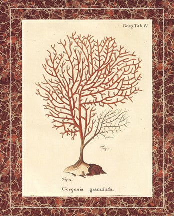 Gorgonia Granulata Marble