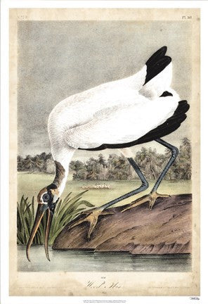 Wood Ibis