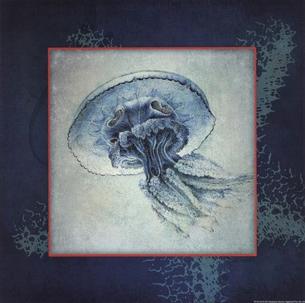 Jellyfish