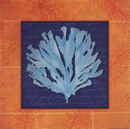 Seaweed