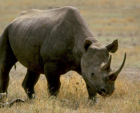 Rhinoceros