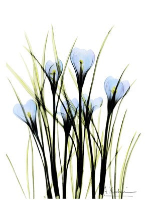 Crocus