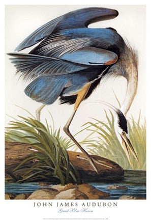 Great Blue Heron