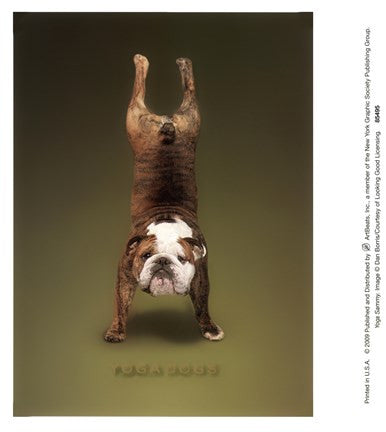Yoga Sammy