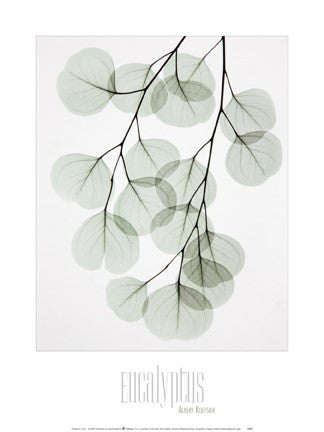Eucalyptus
