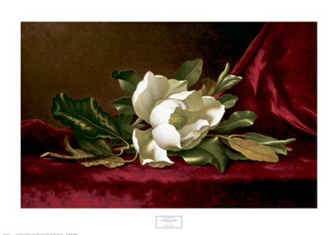 Magnolia Flower