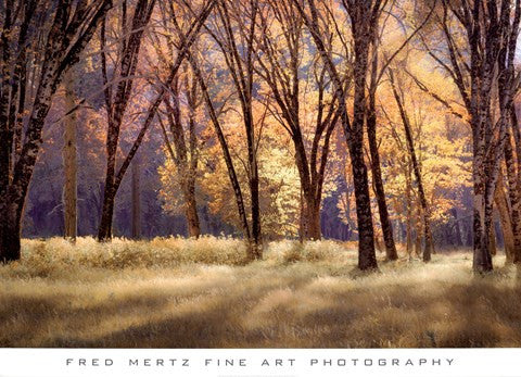 El Capitain Meadow